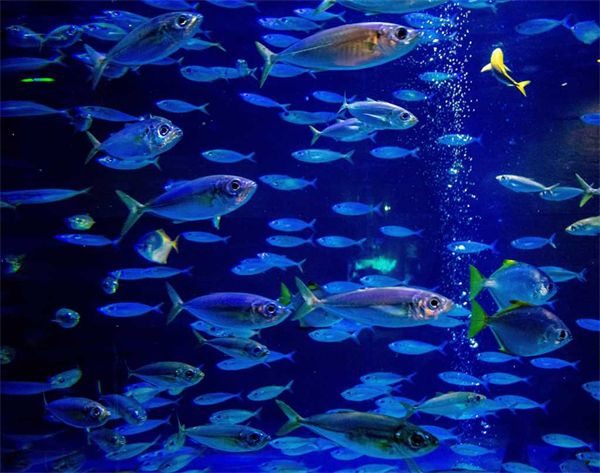 水族馆加盟