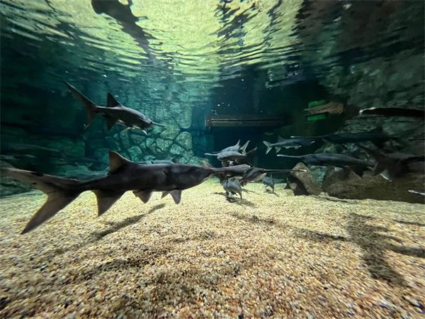 水族馆加盟