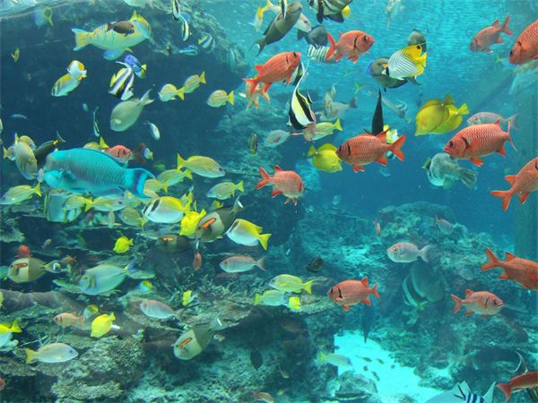 水族馆加盟