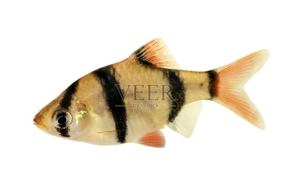 群虎倒刺或苏门答腊岛倒刺四带蓬图热带水族馆照片摄影图片