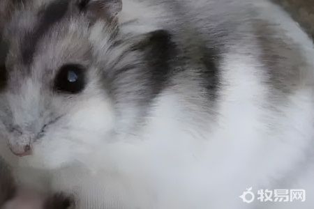 什么仓鼠最好养