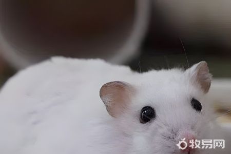 十大最好养的仓鼠有哪些