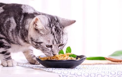 猫咪零食,怎么挑选最合适?