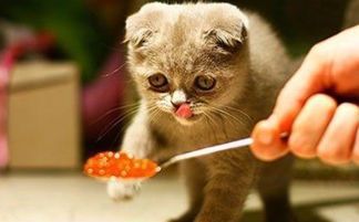 猫咪能吃的零食大全有哪些？这些零食对猫咪健康有益吗？