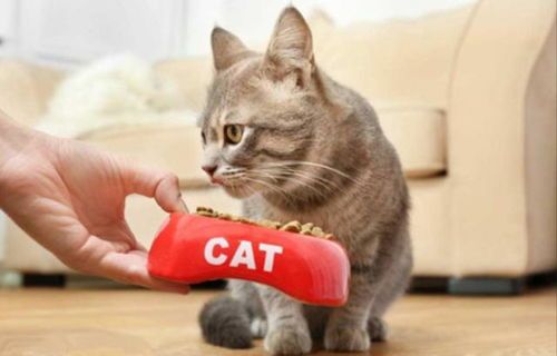 猫咪零食,如何挑选最健康美味?