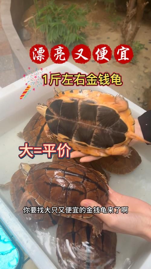 神武金钱龟技能搭配推荐：打造最强辅助宠物