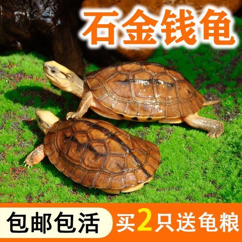 神武金钱龟技能搭配推荐：打造最强辅助宠物