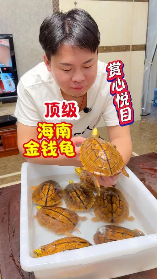 神武金钱龟技能搭配推荐：打造最强辅助宠物