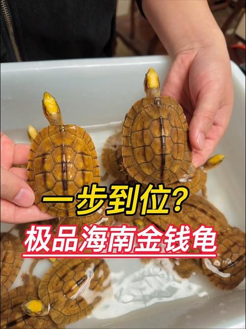 神武金钱龟技能搭配推荐：打造最强辅助宠物