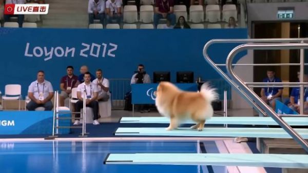 狗狗奥林匹克大赛第二波,哪只萌犬能闯入决赛圈?