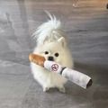玩具狗狗