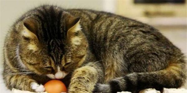 照顾野猫咪的饮食需求（以宠物为主）