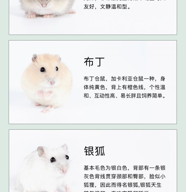 double yellow仓鼠活体 金丝熊小仓鼠宠物活体奶茶虎纹银狐老公公仓鼠