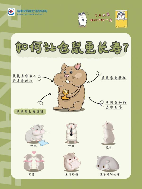 91仓鼠〔长寿秘籍94〕如何让你的鼠鼠更