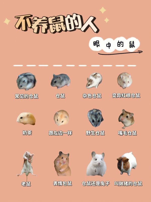 一篇就够仓鼠品种大全新手必看