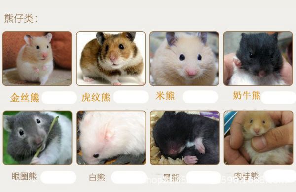 金丝熊混批发仓鼠活体虎纹熊白熊黑熊奶牛熊长毛熊眼圈熊米熊批发
