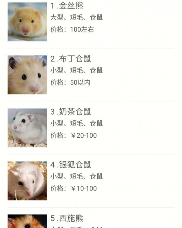 仓鼠