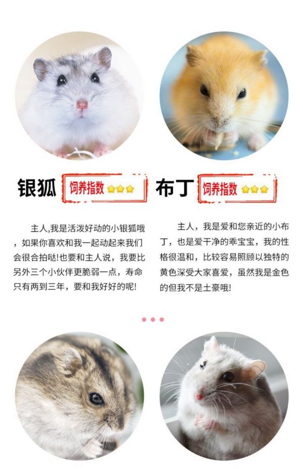 虹弦见宠物仓鼠活物三线布丁紫仓小仓鼠金丝熊活体 三线一只【母】