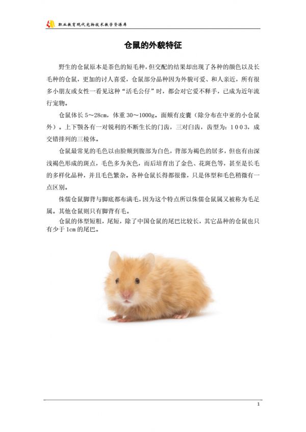 仓鼠 仓鼠的外貌特征.doc