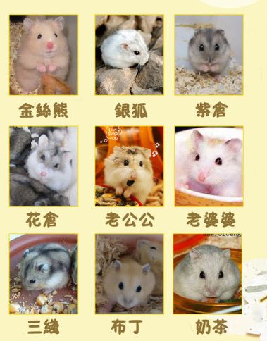 这只仓鼠是什么品种啊,回答完整我给好评