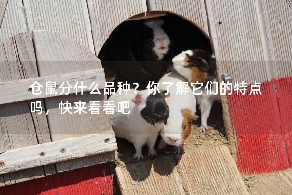 仓鼠分什么品种？你了解它们的特点吗，快来看看吧