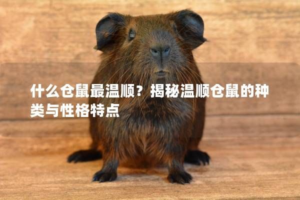 什么仓鼠最温顺？揭秘温顺仓鼠的种类与性格特点