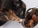 猫咪用具需要经常消毒清洁