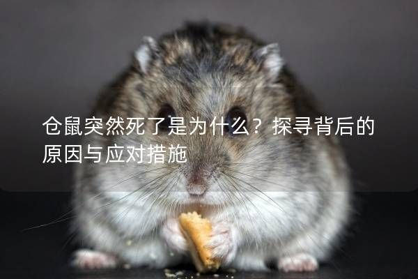 仓鼠突然死了是为什么？探寻背后的原因与应对措施