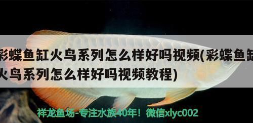 彩蝶鱼缸火鸟系列怎么样视频教程、彩蝶鱼缸火鸟系列怎么样好吗（彩蝶鱼缸火鸟系列怎么样好吗视频） 白子球鲨鱼
