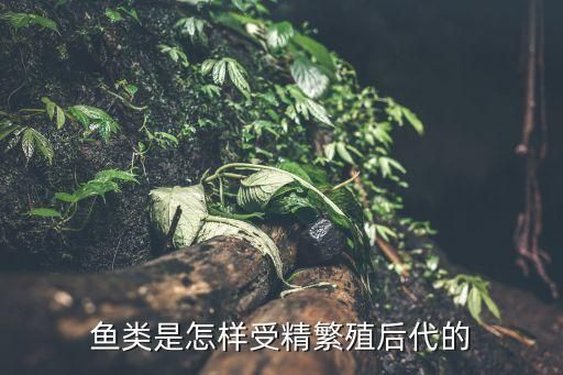 鱼类是怎样受精繁殖后代的