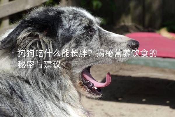 狗狗吃什么能长胖？揭秘营养饮食的秘密与建议