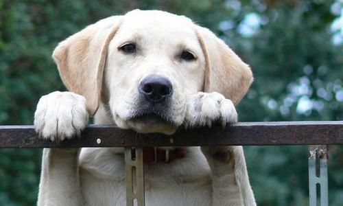 狗狗训练（从宠物犬的行为习惯到训练技巧，让你轻松达成目标）