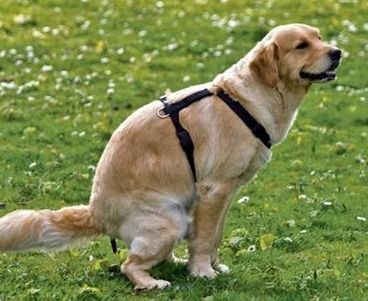 培养宠物犬自主排泄好习惯