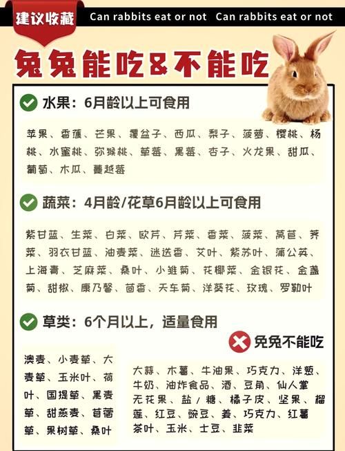 宠物兔子吃啥食物最好_宠物兔子都能吃什么