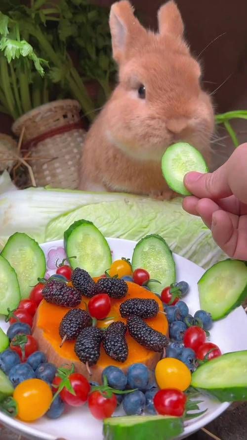 宠物兔子吃啥食物最好_宠物兔子都能吃什么