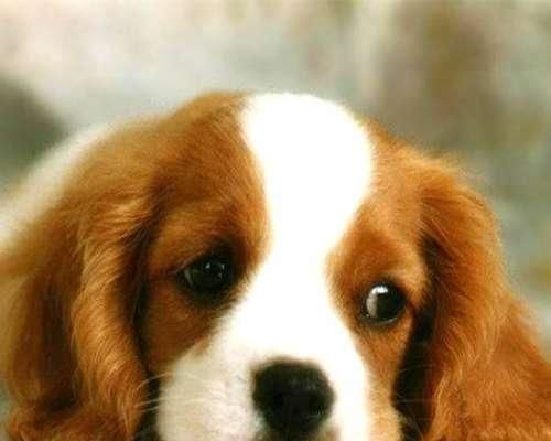 如何为肺炎患犬提供正确的饮食（肺炎患犬的饮食调理）