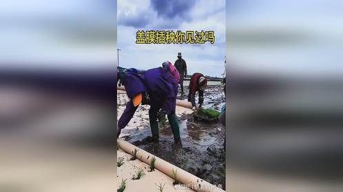 铺地膜的插秧方式