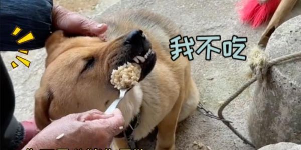 狗狗饥饿之际，它应该吃什么？（营养丰富的食物选择让狗狗健康成长）
