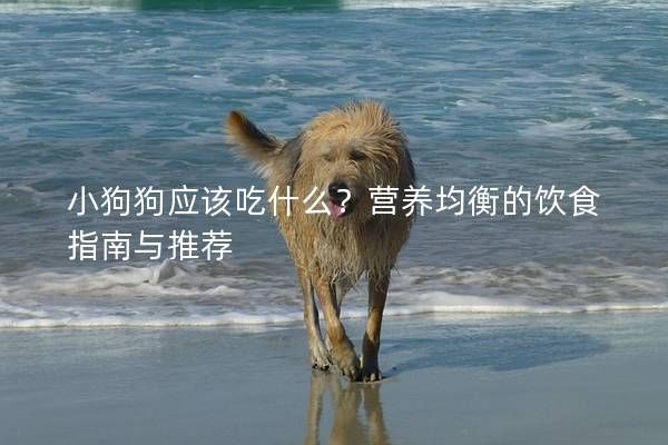 小狗狗应该吃什么？营养均衡的饮食指南与推荐
