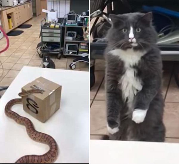 加拿大宠物猫首次见蛇　反应呆萌现魔性表情(图)