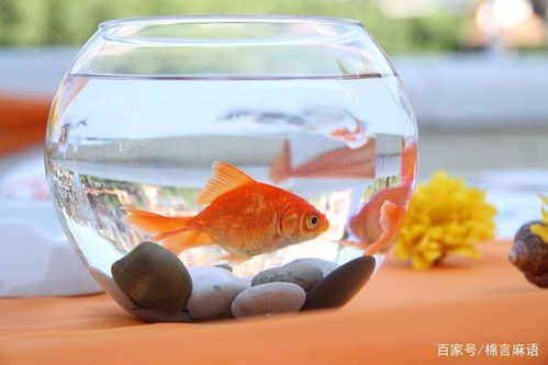 金鱼繁殖指南:打造完美繁殖环境,轻松养出健康宝宝!