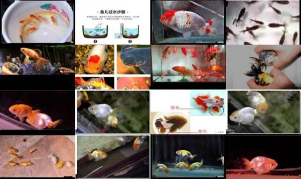 金鱼繁殖的全过程视频