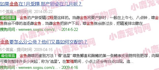 金鱼繁殖的全过程视频