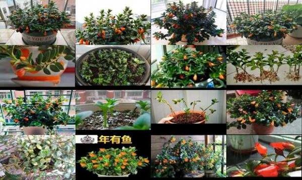 金鱼花的繁殖方法