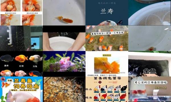 兰寿金鱼繁殖