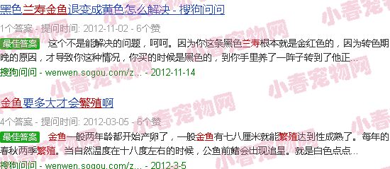 兰寿金鱼繁殖
