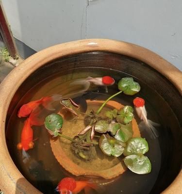 金鱼绝育的必要性（母鱼甩籽的影响与绝育的优势）