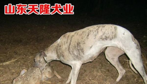 如何训练格力犬抓兔子（宠物训练技巧，让你的格力犬成为猎兔高手）