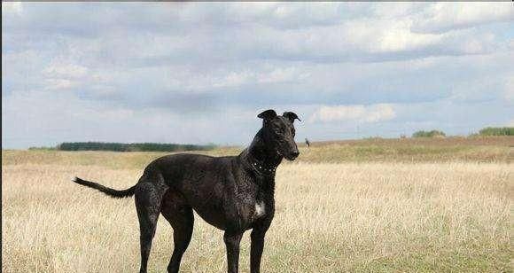 如何训练格力犬抓兔子（宠物训练技巧，让你的格力犬成为猎兔高手）