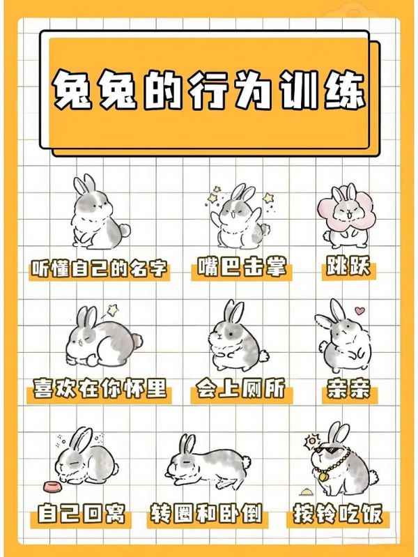 宠物兔怎么驯服：如何驯养宠物兔
